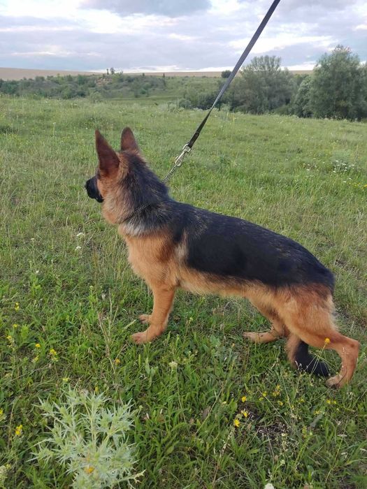 Дівчата нім вівчарки