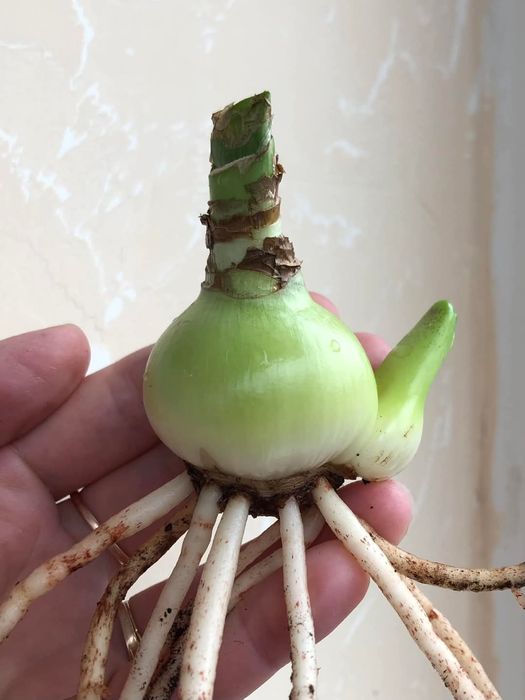 Махровий Гіпеаструм! Колекція рідкісних сортів!