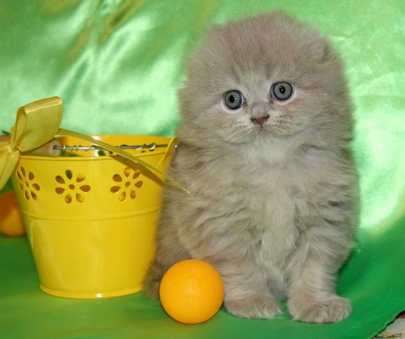 Котята шотландские вислоухие