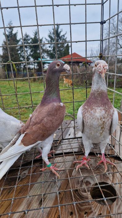 Gołębie staropolskie