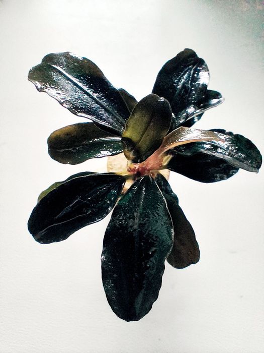 Bucephalandra Theia Sadzonka Ozdoba Akwarium Krewetkarium