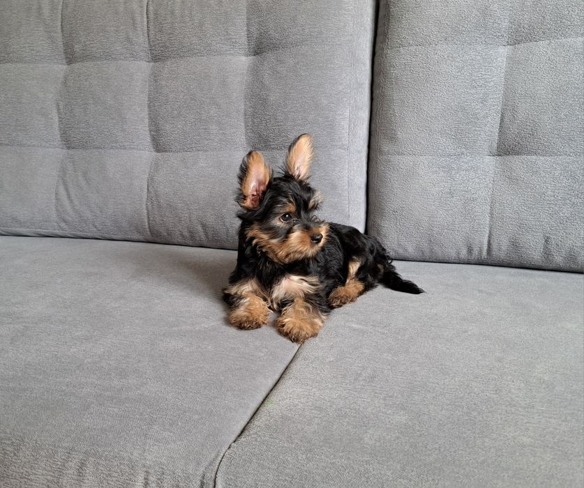 York  Yorkshire  terrier  piesek