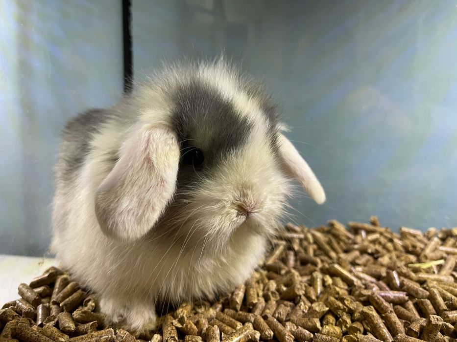 Coelho Anão Mini Lop Belier - LOJA!!