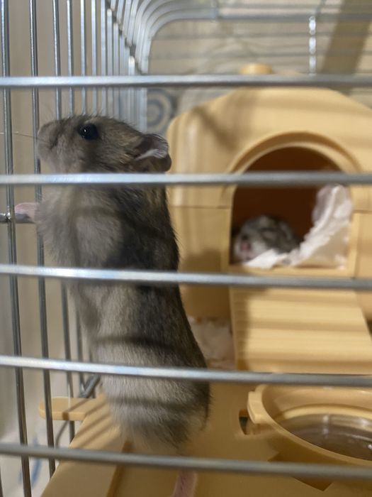 Продам джунгарських хомʼків