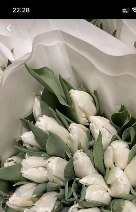 Тюльпани до 8 Березня | Передзамовлення | Понад 30 сортів