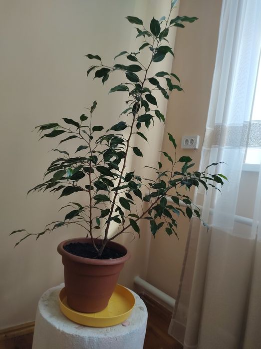 Продам квіти кімнатні