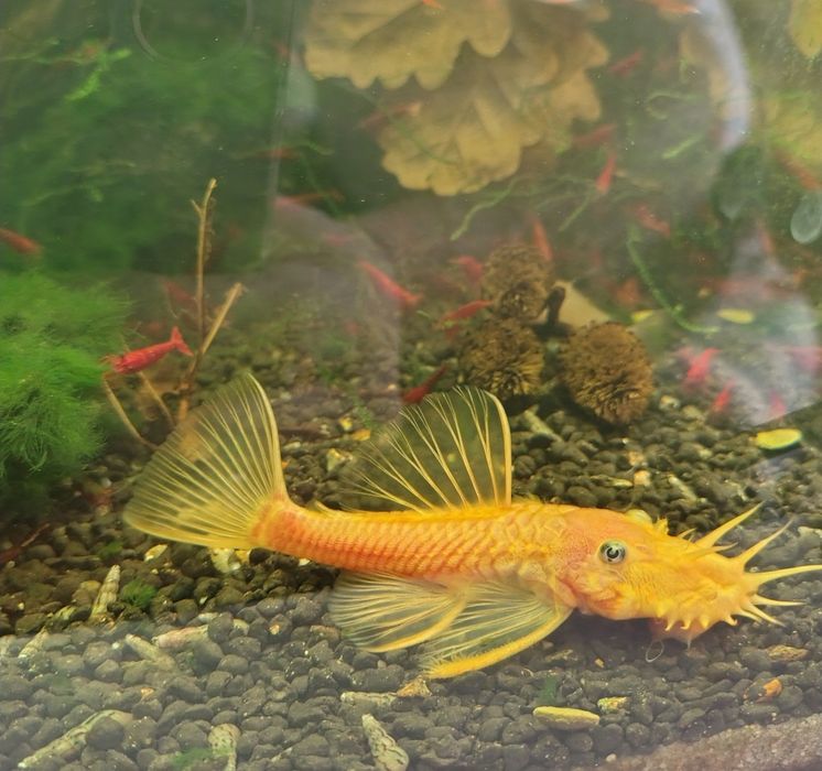 Glonojady ancistrus Gold L 144 niebieskookie