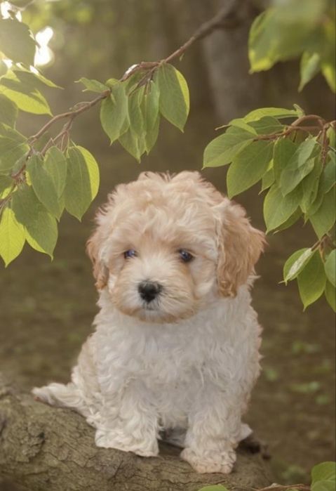 Кремовый мальчик мальтипу.