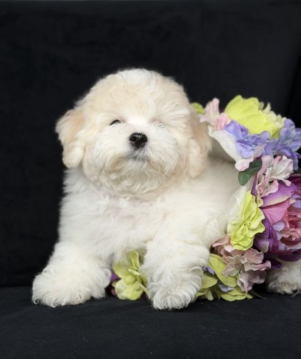 Міні Бішони. 2,5-3,0 кг. Очі без слізних доріжок. Офіційно