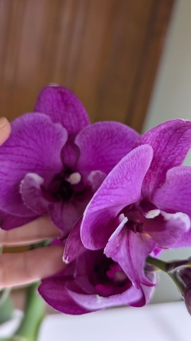 Орхідея "Чорний ведмідь "