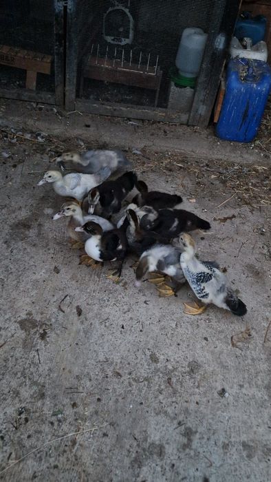 Patos mudos deste ano