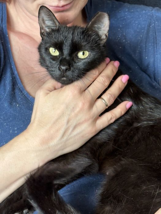 Piekna czarna kotka do adopcji