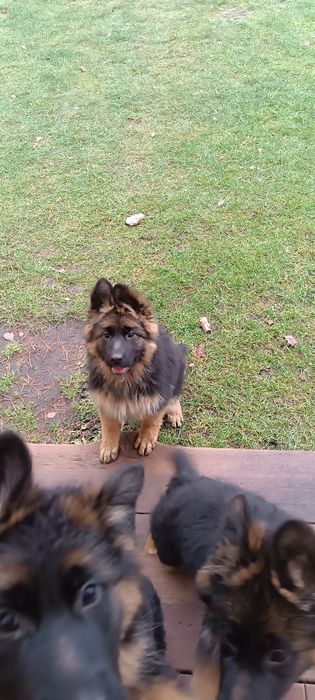 Owczarek Niemiecki Długowłosy suczka