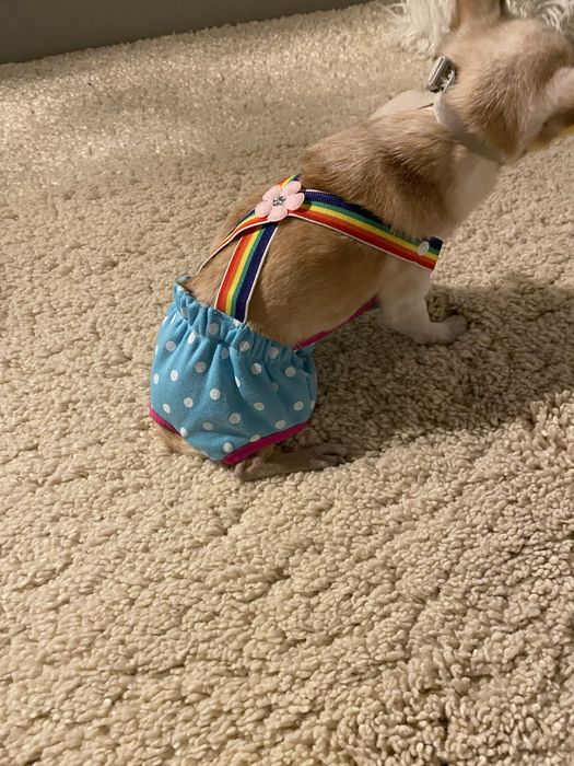 Трусики для песиків