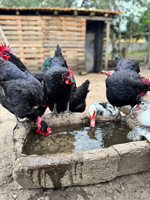 Galinhas Pretas Lusitânicas