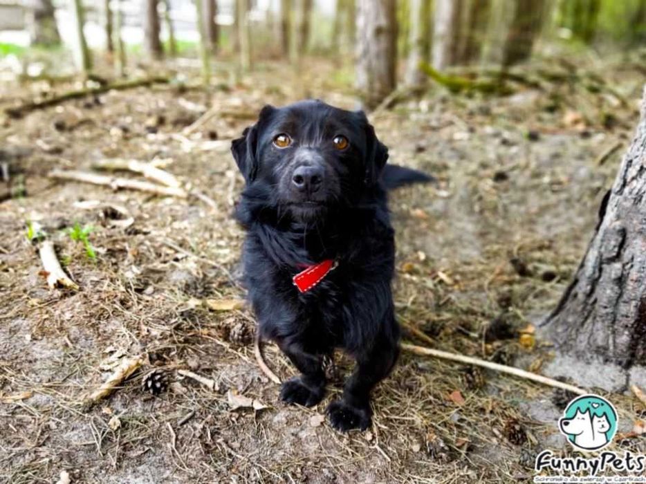 Funfel-mały, pełen życia psiak o ogromnym sercu poleca się do adopcji!
