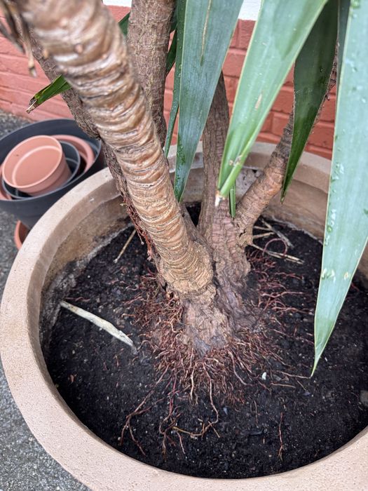 Yuca-gigante em vaso