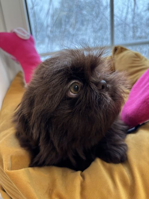 Sunia ciemna czekolada z genem  pełny rodowód ZHPR UCI