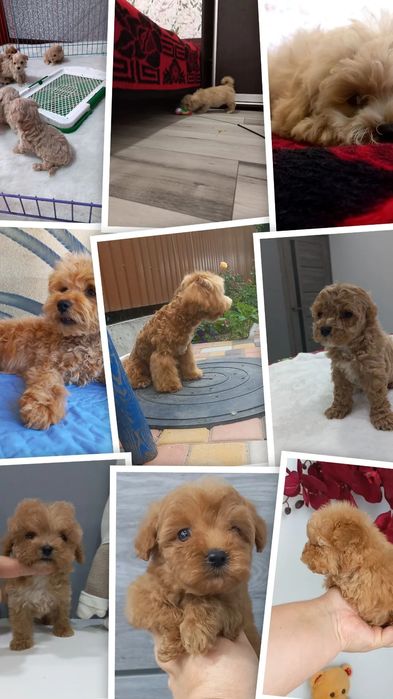 Фото предидущих пометов