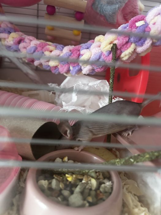 Sprzedam dwie myszy z klatka, akcesoriami i pokarmem