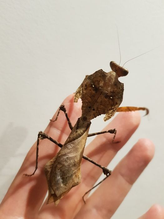 Modliszki, modliszka -Deroplatys desiccata L1/L2/L2