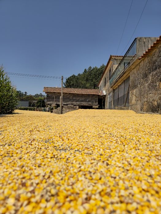 Milho Graúdo RM Agro - Colheita 2025