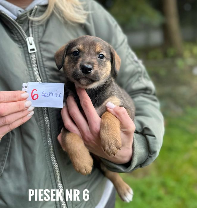 Wilczak mix, 2 miesięczne, nr 6, adopcja