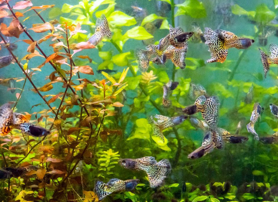 Gupiki Metal Rainbow 2 samce do akwa dekoracyjnego lub nano akwarium