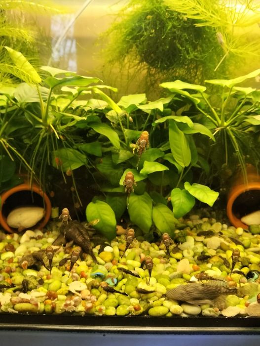 Vendo várias plantas de aquário