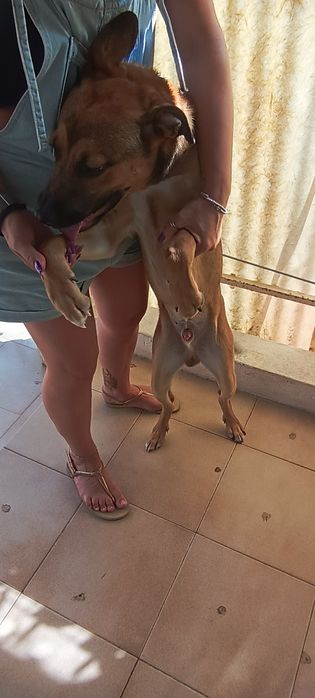 Cachorro para doar
