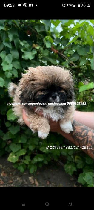 Продаються королівські пекінеси