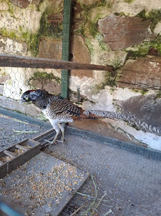 Faisões Machos lady Anilhados 2025