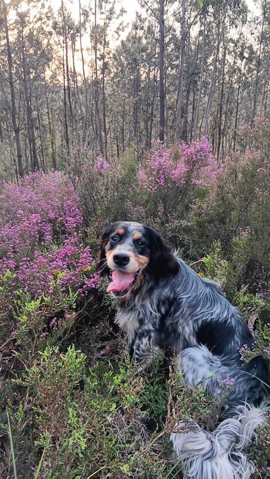 Cão Setter Inglês para adopção responsável
