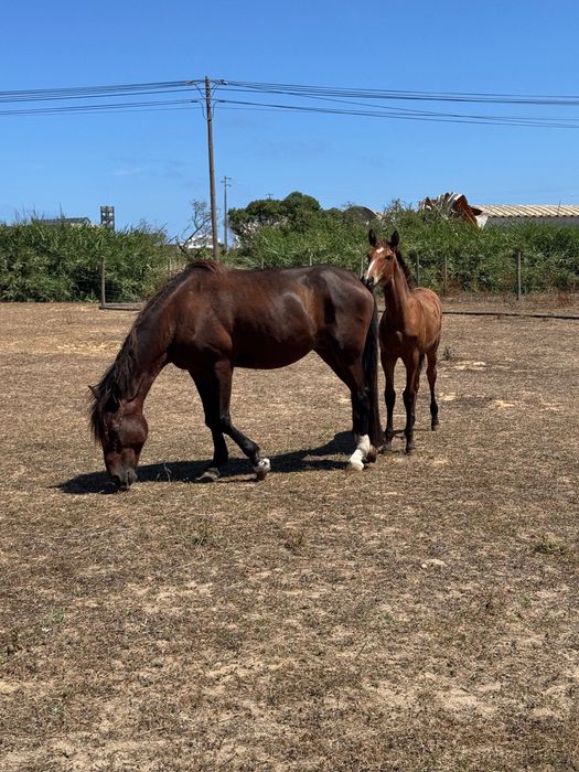 Égua com poldra de 4 meses