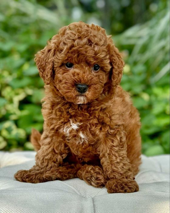 Poodle disponível