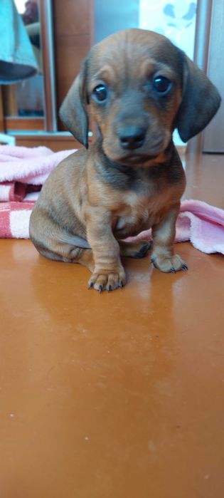 Цуценятка Такси бронь, продаж