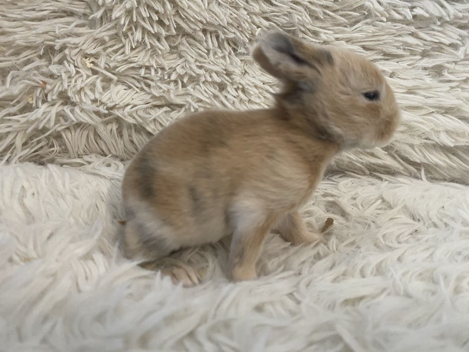 Królczek Mini Lop