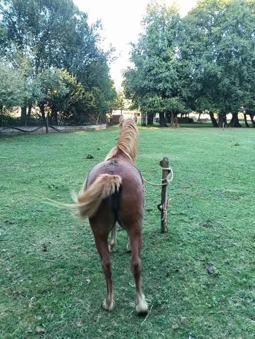 Pônei fêmea MT mansa