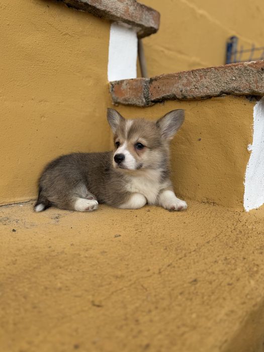 Corgi pembroke maravilha