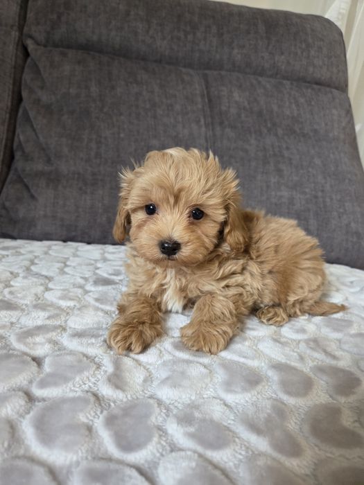 Maltipoo piesek suczka szczeniak
