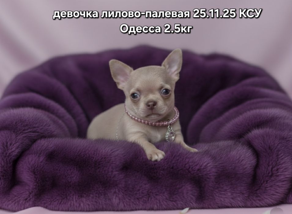 Привлекательная дама КСУ