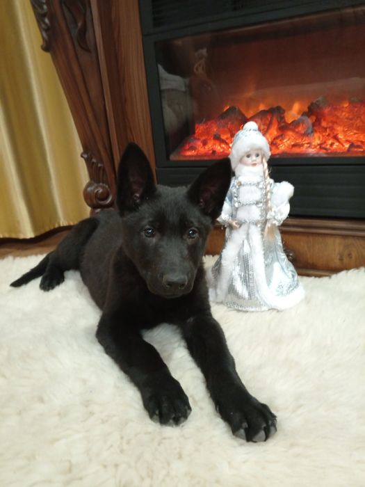 Щенки черной немецкой овчарки