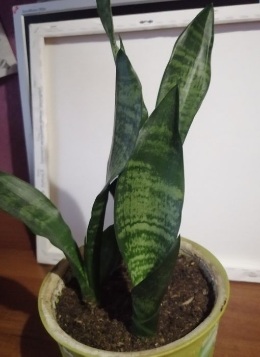 Продам вазон 