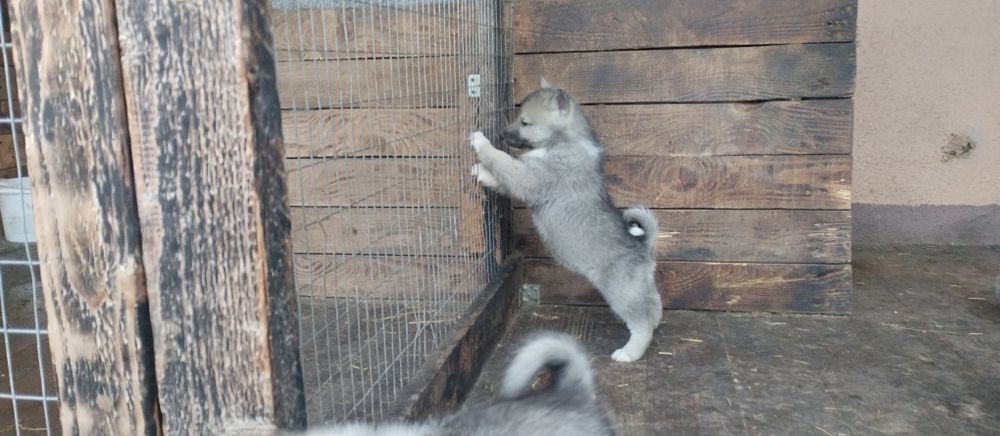 Продам, зсл від робочіх батьків, м,куниця,борсук, б, універсал.