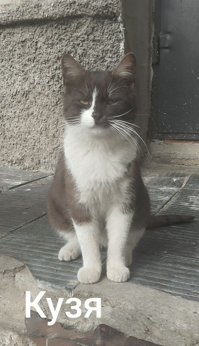 Безкоштовно котик