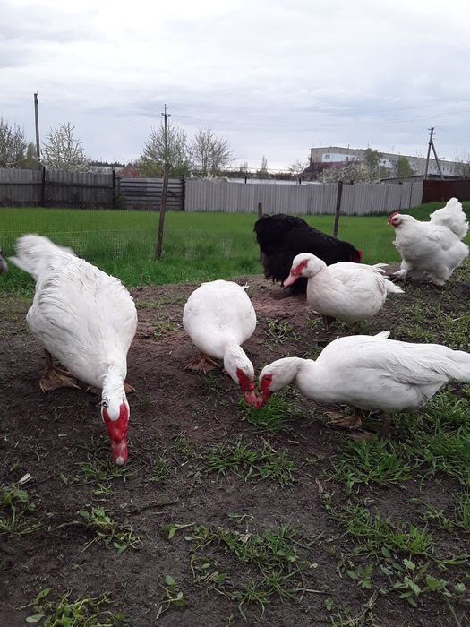 Продам индоутяток  немцы.ія.яйце