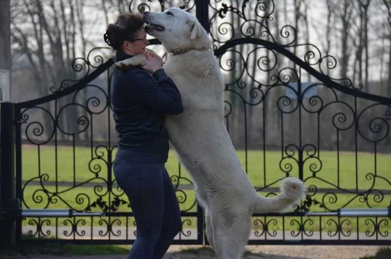 Akbash Kangal Tureckie Psy Pasterskie.