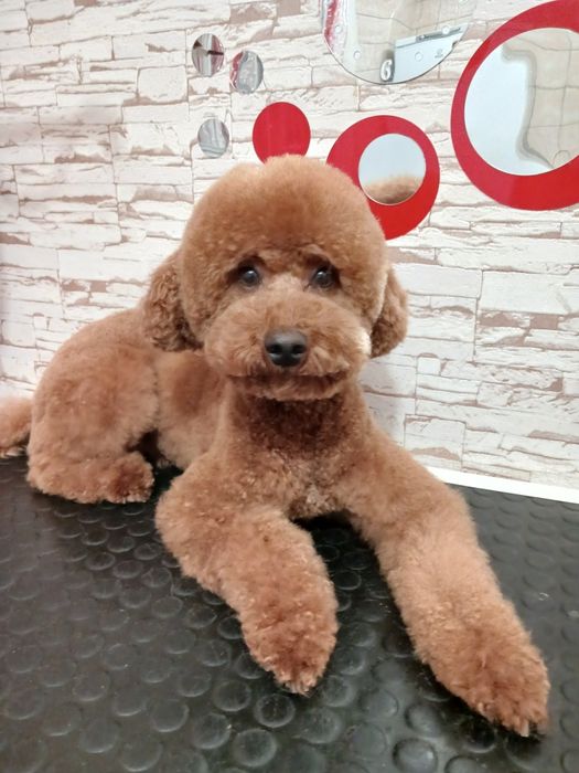 Грумінг домашніх тварин. Харків