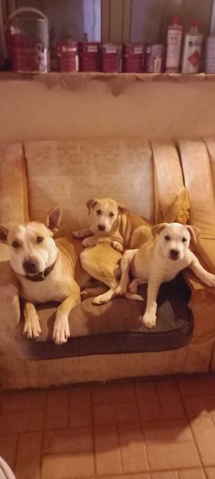 Animais domésticos