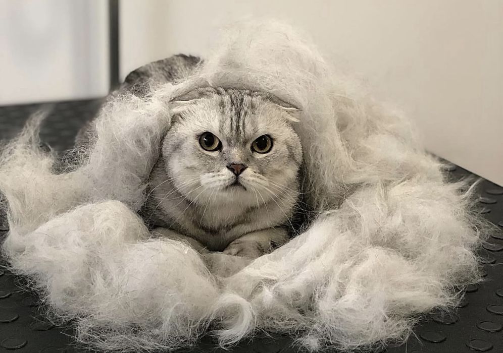 Dog Style / грумінг-салон/ грумер / стрижка собак та котів